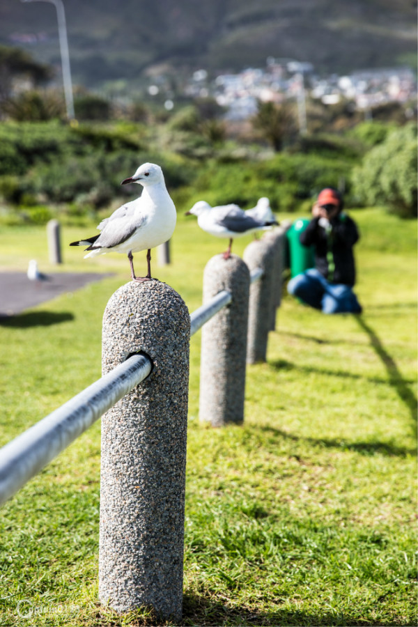 南非游泳健将连续夺冠，成为焦点