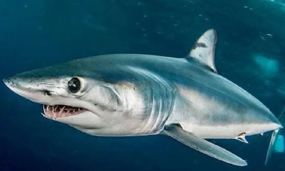 南非游泳健将连续夺冠，成为焦点