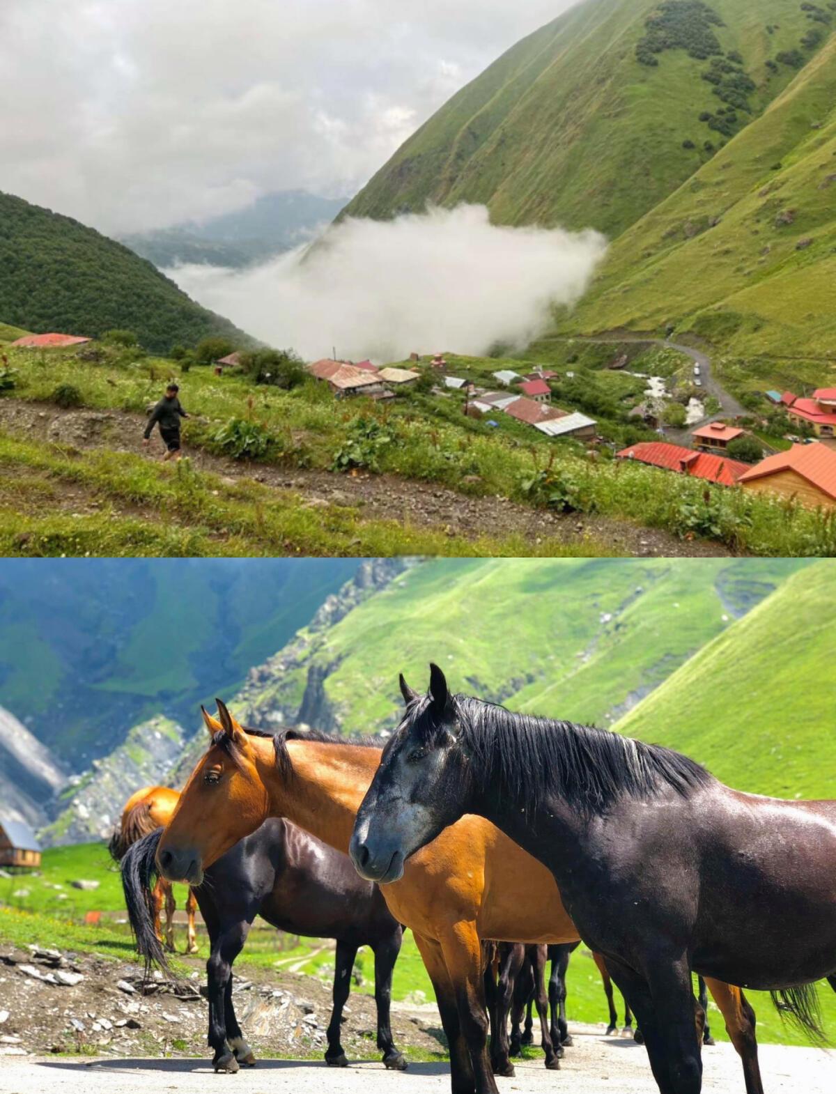 关于格鲁吉亚马术选手遥控马横扫全场，飒爽登场的信息